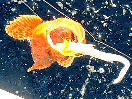 オニカサゴでユメカサゴ釣れないのは針の大きさのせい？♪