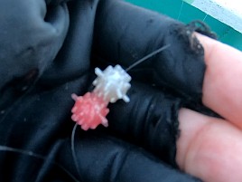 サメのせいで針がすぐに……唯一のもしかしては奪喰いされ
