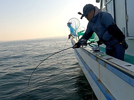 サメのせいで針がすぐに……唯一のもしかしては奪喰いされ