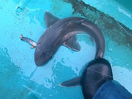 サメのせいで針がすぐに……唯一のもしかしては奪喰いされ