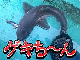 【動画】重たい荷物を持って三崎まで満開の河津桜を見に!!