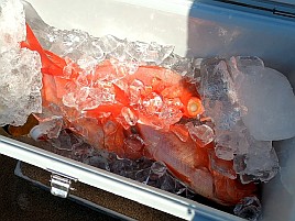 波2mに一投目前から既に船酔いリタイヤ気味でキンメ7匹