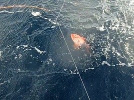 波2mに一投目前から既に船酔いリタイヤ気味でキンメ7匹