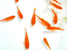 メバルより前にイワシがいない？ 小赤泳がせはダメかな？
