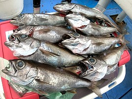 痛風再発し揺れる船上で踏ん張ると激痛!! でもクロムツ8匹