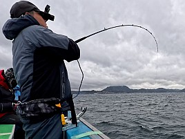 痛風再発し揺れる船上で踏ん張ると激痛!! でもクロムツ8匹