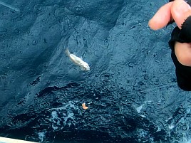 痛風再発し揺れる船上で踏ん張ると激痛!! でもクロムツ8匹