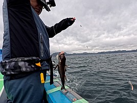 痛風再発し揺れる船上で踏ん張ると激痛!! でもクロムツ8匹