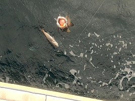 痛風再発し揺れる船上で踏ん張ると激痛!! でもクロムツ8匹