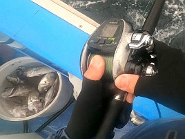 意図せずクロムツとシロムツの釣り分けに成功してるのだが