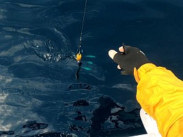 イサキがぁ!! カイワリは!?て事ではなく僕は釣りが下手なの