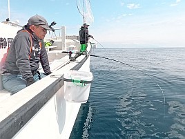 イサキがぁ!! カイワリは!?て事ではなく僕は釣りが下手なの