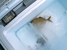 イサキがぁ!! カイワリは!?て事ではなく僕は釣りが下手なの