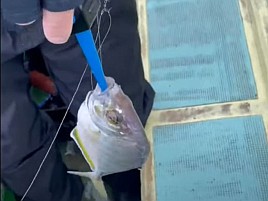 見えないほどに奥まで飲まれた針でも外せる？「ぐるぐる」