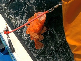 40センチ・1.3キロの相模湾自己最大のオニカサゴで大満足