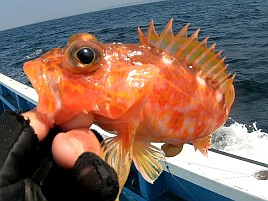 40センチ・1.3キロの相模湾自己最大のオニカサゴで大満足