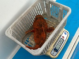 40センチ・1.3キロの相模湾自己最大のオニカサゴで大満足