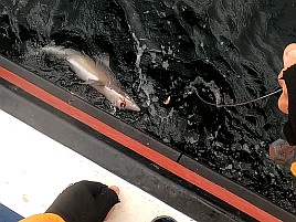40センチ・1.3キロの相模湾自己最大のオニカサゴで大満足