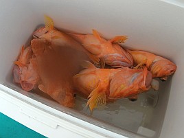 ハタガチャはハズレも城ヶ島沖ライト根魚は魚信多く楽しい