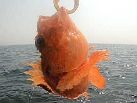 ハタガチャはハズレも城ヶ島沖ライト根魚は魚信多く楽しい