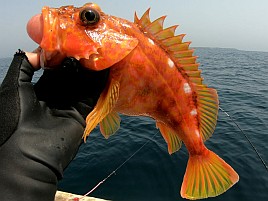 ハタガチャはハズレも城ヶ島沖ライト根魚は魚信多く楽しい