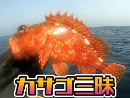 【動画】魚信の数だけ幸せはあると思う。あとは運次第か？