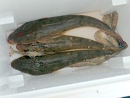 多動性を封印しタナ合わせたら目を閉じて待つとマゴチ3匹