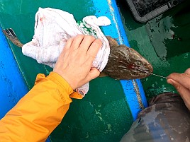 多動性を封印しタナ合わせたら目を閉じて待つとマゴチ3匹