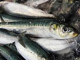 レアではないはずなのにマイワシ釣ったことがないと気付く