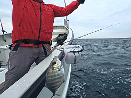 1投目で小気味よい引き味わえて今日はイケると思ったのに