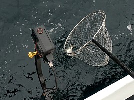 1投目で小気味よい引き味わえて今日はイケると思ったのに
