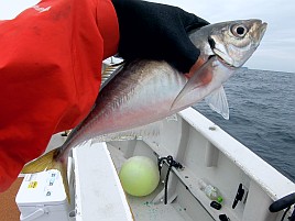1投目で小気味よい引き味わえて今日はイケると思ったのに