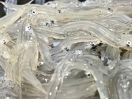 シラス不漁の影響？　釣り餌用冷凍生しらすが長期売り切れ