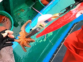 2025年の東京湾奥マダコは絶好調！ ただし俺の船下は除く