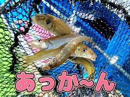 【動画】挫けるな、俺!!と応援したくなるどうもならん映像