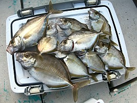34cm・32cmのデカイワリ込み9匹で手術前釣り納め大満足