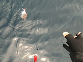 34cm・32cmのデカイワリ込み9匹で手術前釣り納め大満足