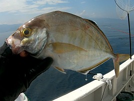 34cm・32cmのデカイワリ込み9匹で手術前釣り納め大満足