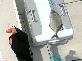 34cm・32cmのデカイワリ込み9匹で手術前釣り納め大満足