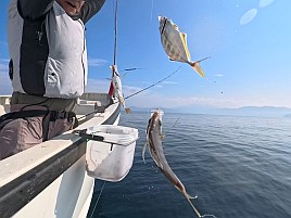 34cm・32cmのデカイワリ込み9匹で手術前釣り納め大満足