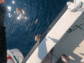 34cm・32cmのデカイワリ込み9匹で手術前釣り納め大満足