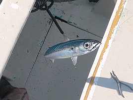 34cm・32cmのデカイワリ込み9匹で手術前釣り納め大満足