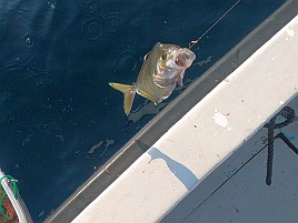 34cm・32cmのデカイワリ込み9匹で手術前釣り納め大満足