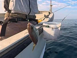 34cm・32cmのデカイワリ込み9匹で手術前釣り納め大満足