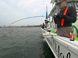 我が家で一番釣りが上手いのは妻!! アジ35対29で遂に負ける
