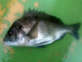 我が家で一番釣りが上手いのは妻!! アジ35対29で遂に負ける