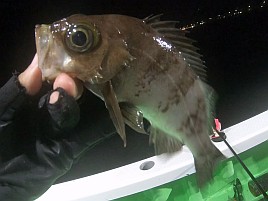 昼のメバル釣りと夜メバル釣りは全く別の釣り？ 4匹と撃沈