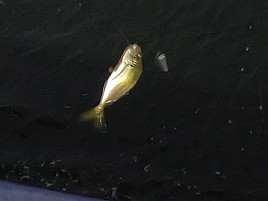 昼のメバル釣りと夜メバル釣りは全く別の釣り？ 4匹と撃沈