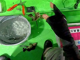 昼のメバル釣りと夜メバル釣りは全く別の釣り？ 4匹と撃沈