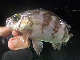 昼のメバル釣りと夜メバル釣りは全く別の釣り？ 4匹と撃沈